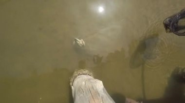 Nehirde halkayla mavi yengeç yakalıyorum.