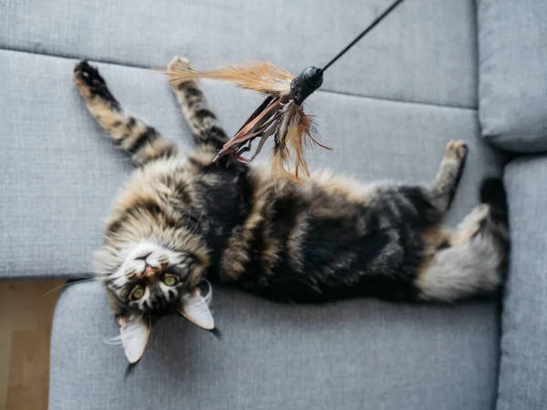 Güzel 7 aylık Maine Rakunu kanepede yatıyor.