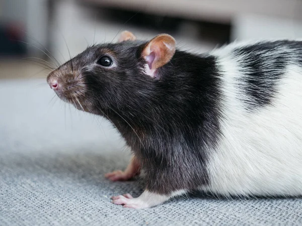 Retrato de rato doméstico branco e preto — Fotografia de Stock