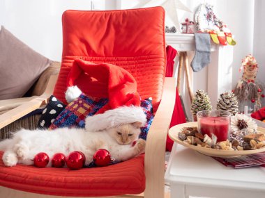 Üzerinde noel topları olan komik kedi sandalyede yatıyor. 
