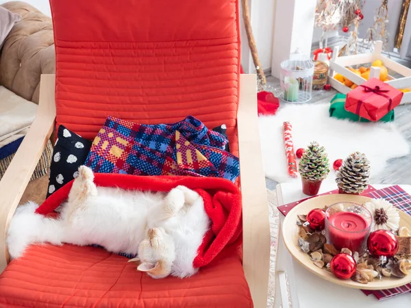 Üzerinde noel topları olan komik kedi sandalyede yatıyor. — Stok fotoğraf