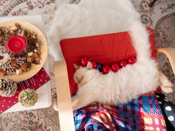 Gato divertido con bolas de Navidad en él acostado en la silla — Foto de Stock