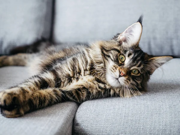 Linda 7 meses Maine Coon deitado no sofá — Fotografia de Stock