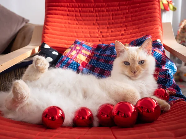 Gato engraçado com bolas de Natal sobre ele deitado na cadeira Fotos De Bancos De Imagens