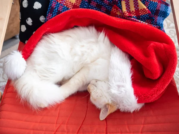 Gato engraçado com bolas de Natal sobre ele deitado na cadeira Fotos De Bancos De Imagens