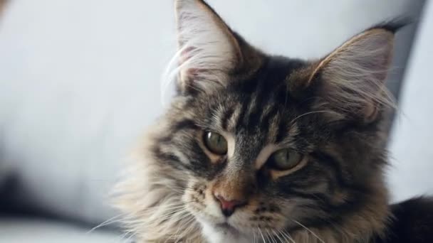 Ritratto di bello 7 mesi Maine Coon sdraiato sul divano — Video Stock