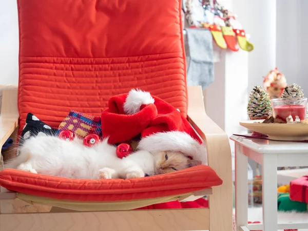 Gato divertido con bolas de Navidad en él acostado en la silla — Foto de Stock
