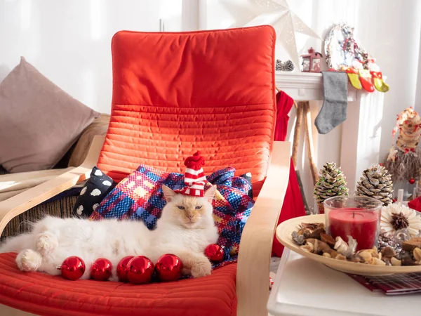 Üzerinde noel topları olan komik kedi sandalyede yatıyor. — Stok fotoğraf