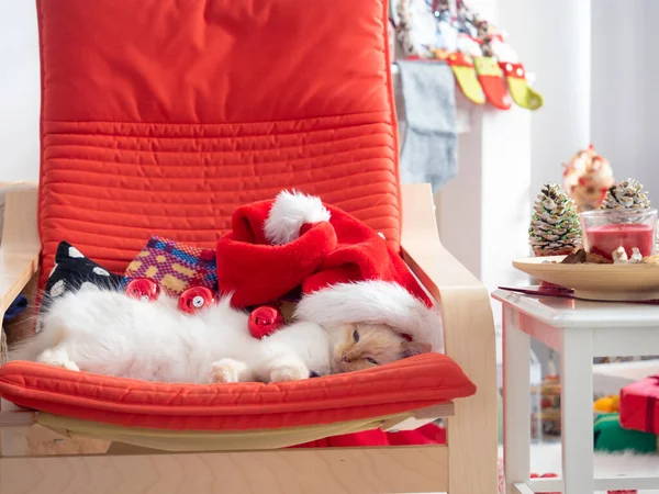 Gato engraçado com bolas de Natal sobre ele deitado na cadeira Fotos De Bancos De Imagens