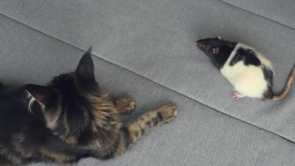 Maine coon kot i szczur siedzi na kanapie — Wideo stockowe