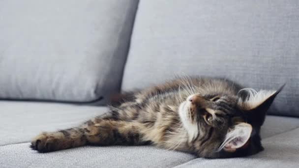 Portret pięknej 7 miesięcy Maine Coon relaks na kanapie — Wideo stockowe
