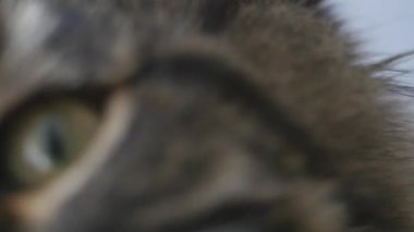 7 aylık güzel Maine Rakunu 'nun aşırı yakın çekimi