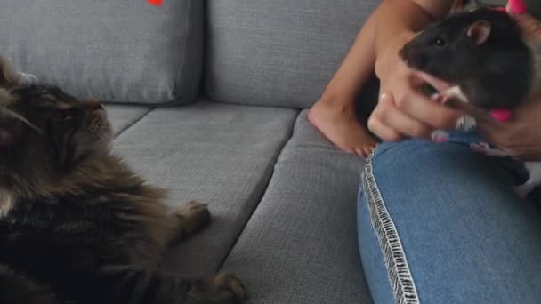 メインカヌー猫とラット座っていますザソファ — ストック動画