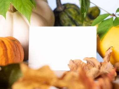 Süslü sonbahar balkabaklarının önünde beyaz kartvizit 