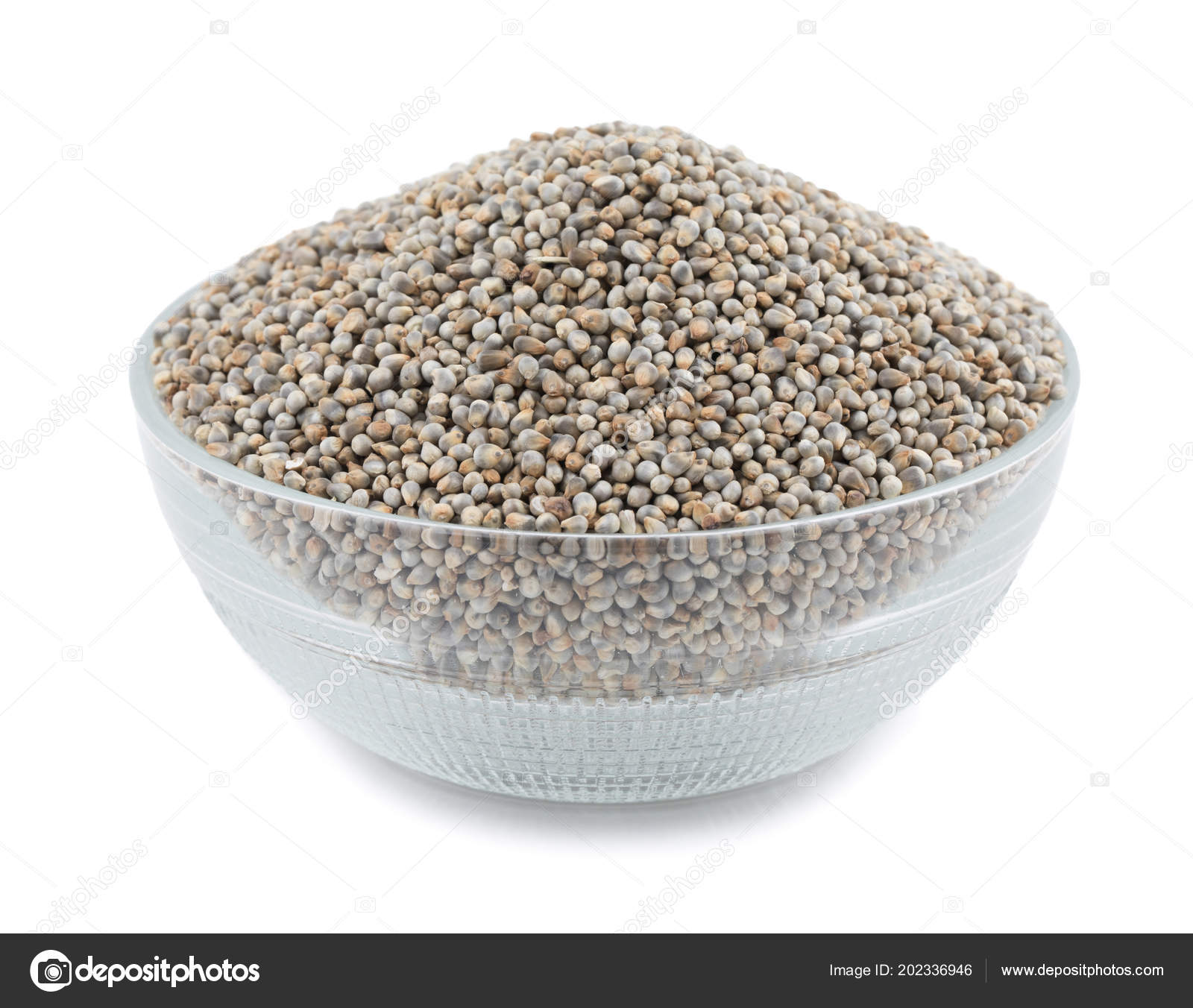 Pearl Millet Seeds Also Know Bajra Bajri Bulrush Millet Indian Stock
