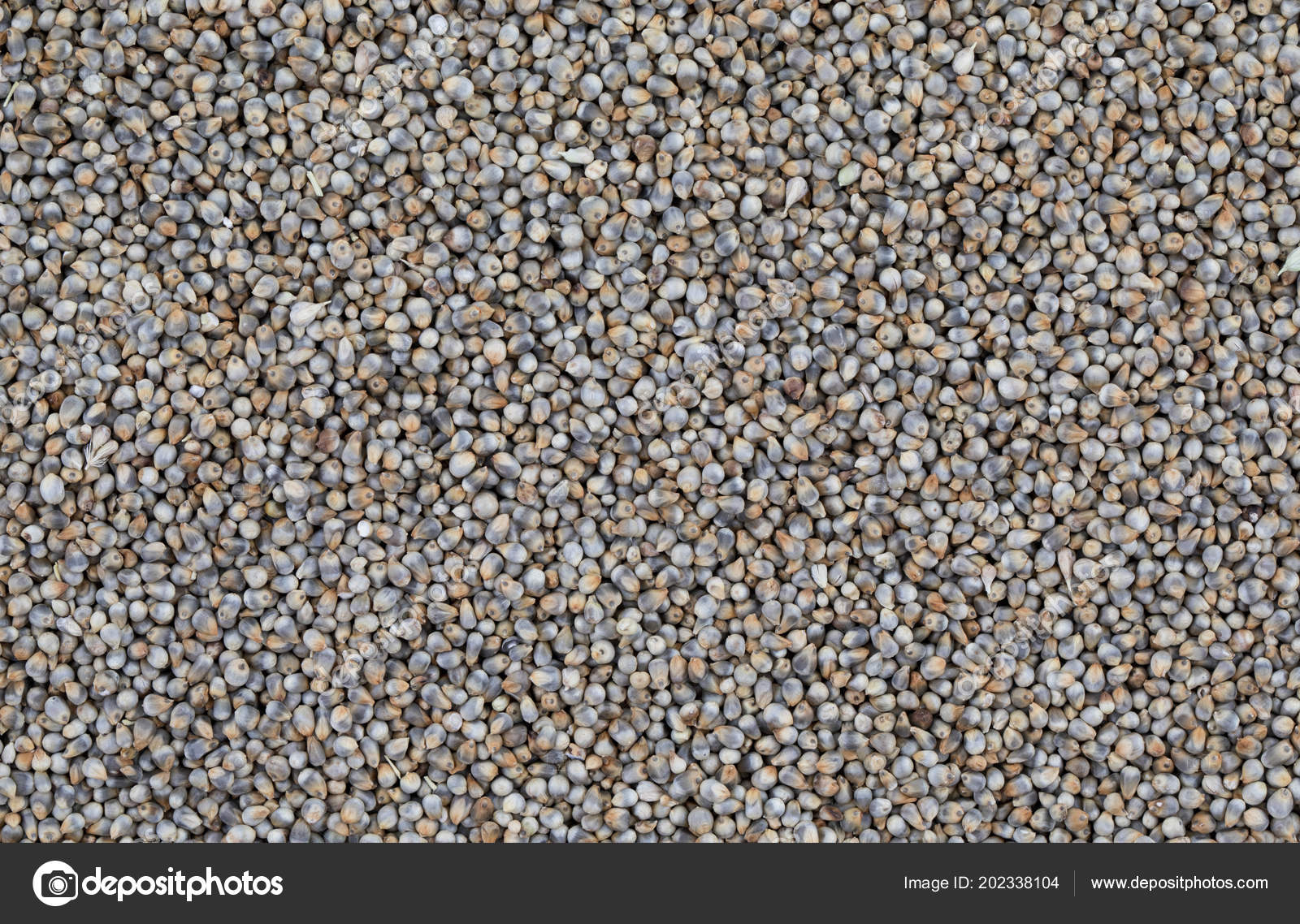 pearl millet seeds also know bajra bajri bulrush millet indian stock photo c rickysoni 202338104 https depositphotos com 202338104 stock photo pearl millet seeds also know html