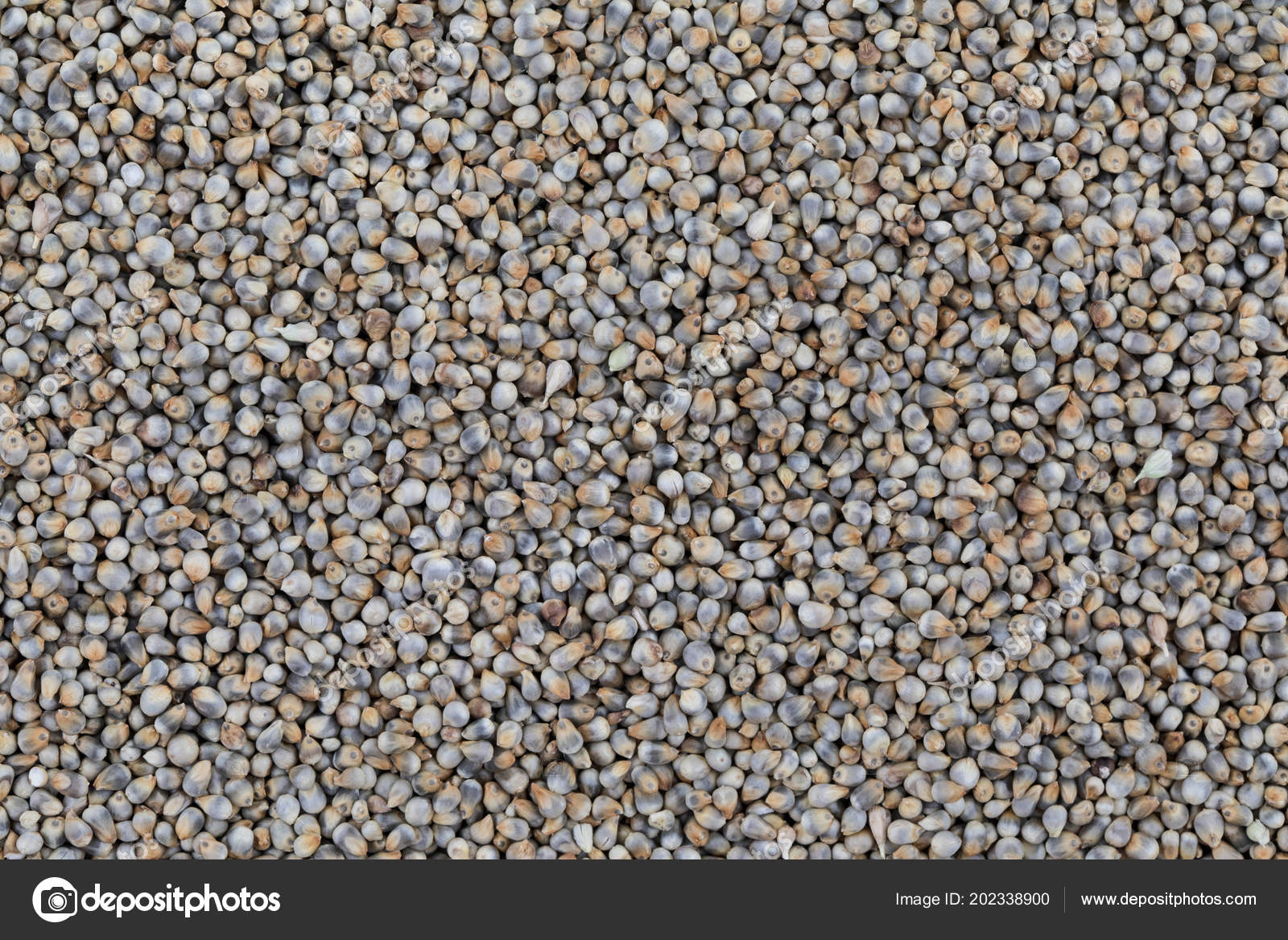 Pearl Millet Seeds Also Know Bajra Bajri Bulrush Millet Indian — Stock