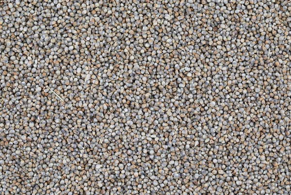 Pearl Millet Seeds Also Know Bajra Bajri Bulrush Millet Indian — Stock Photo, Image