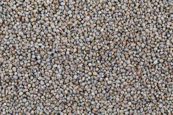 Σπόροι Pearl Millet Γνωστό Και Bajra Bajri Bulrush Millet Ινδικό — Φωτογραφία Αρχείου
