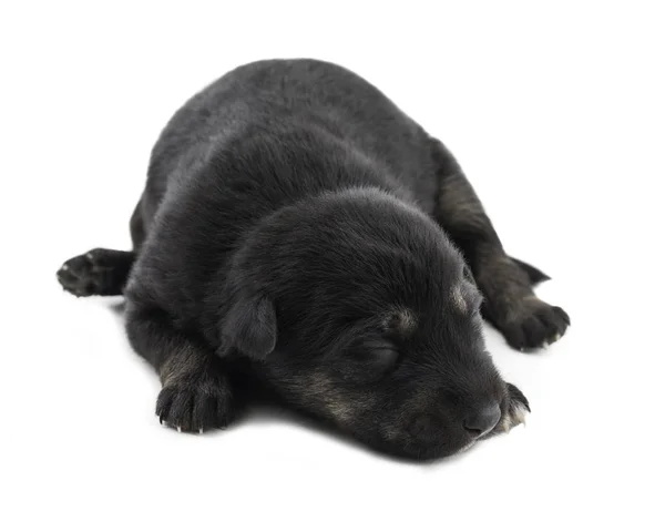 Indian Street Mały Pies Znany Również Jako Szczeniak Lub Czarny — Zdjęcie stockowe