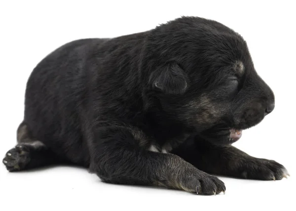 Indian Street Small Dog Also Know Puppy Dog Black Puppy — Stock Photo, Image