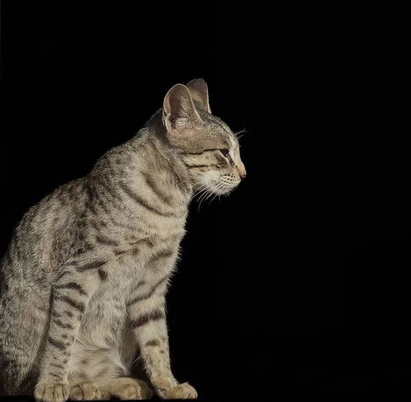 Indické Krásné Domácí Kočka Sedí Černém Pozadí — Stock fotografie