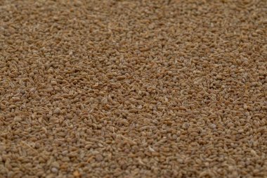 Ajwain de Ajowan, kimyon veya Trachyspermum annem biliyorum.