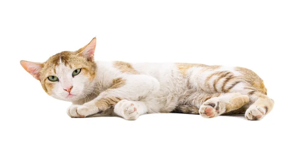 Indický Krásný Domácí Kočka Izolovaný Bílém Pozadí — Stock fotografie
