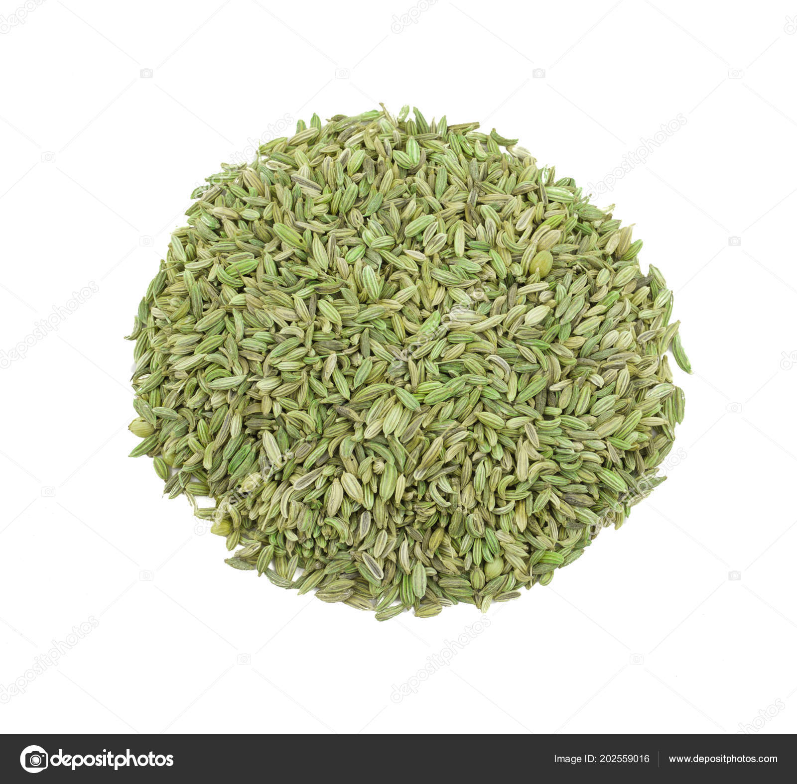 Semillas de coriander aisladas sobre fondo blanco — Foto de stock