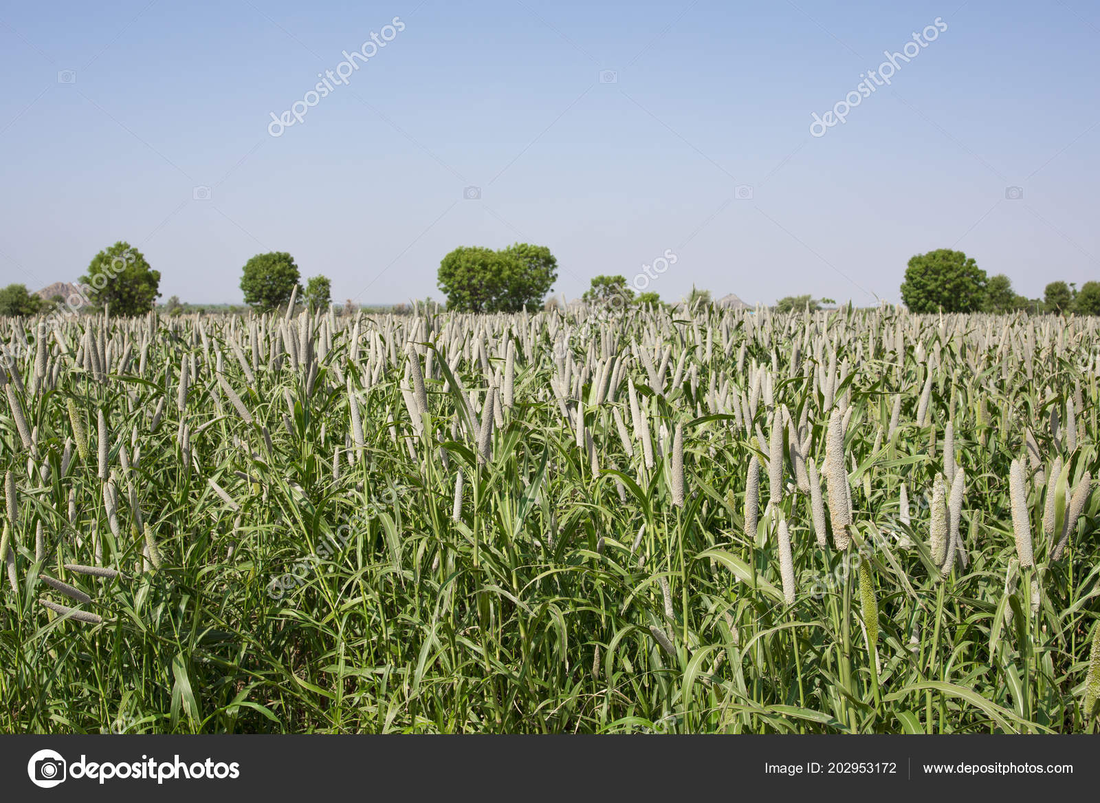 bajra plant image pearl millet field rajasthan india crop know bajra bajri agriculture stock photo c rickysoni 202953172 https depositphotos com 202953172 stock photo pearl millet field rajasthan india html