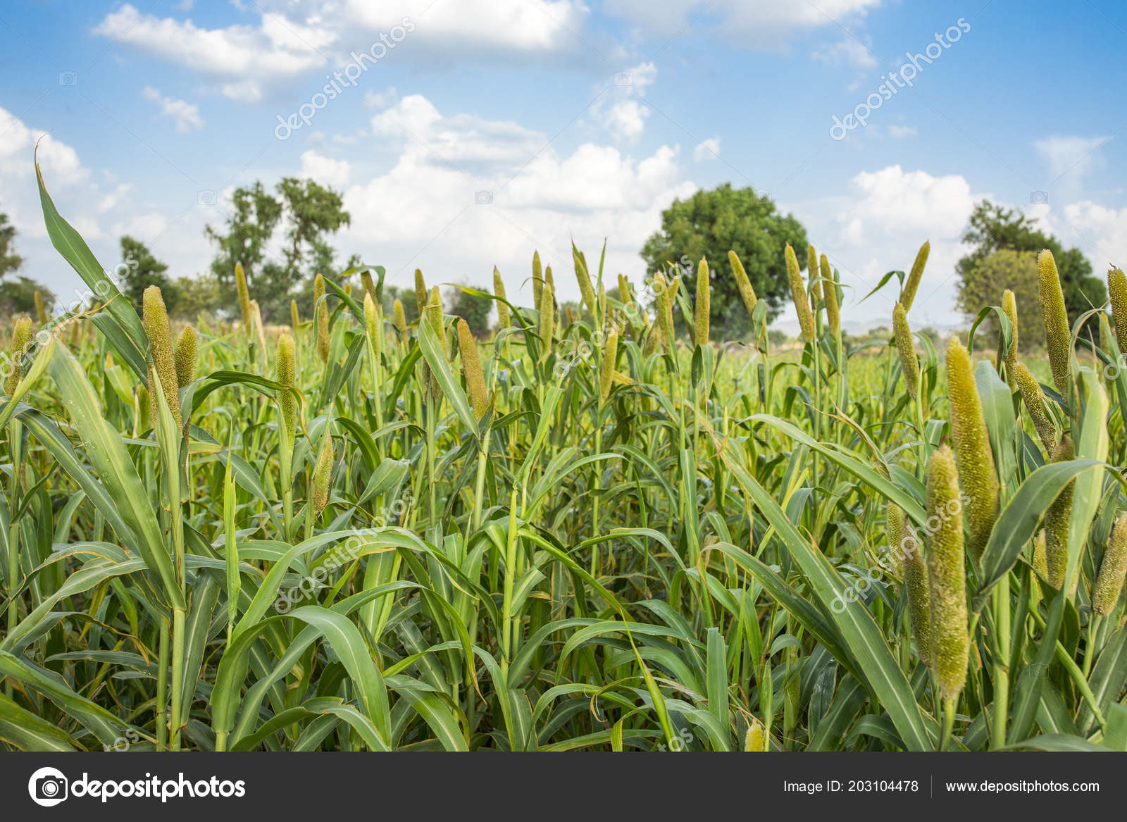 photo millet field natural pearl millet field crop know bajra bajri agriculture stock photo c rickysoni 203104478 https depositphotos com 203104478 stock photo natural pearl millet field crop html