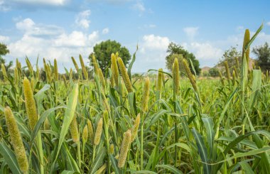Doğal darı alan. Bajra veya Bajri tarım olarak Know üründür