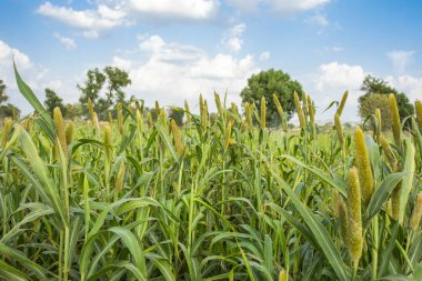 Doğal darı alan. Bajra veya Bajri tarım olarak Know üründür