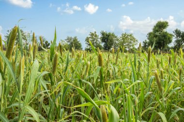 Doğal darı alan. Bajra veya Bajri tarım olarak Know üründür
