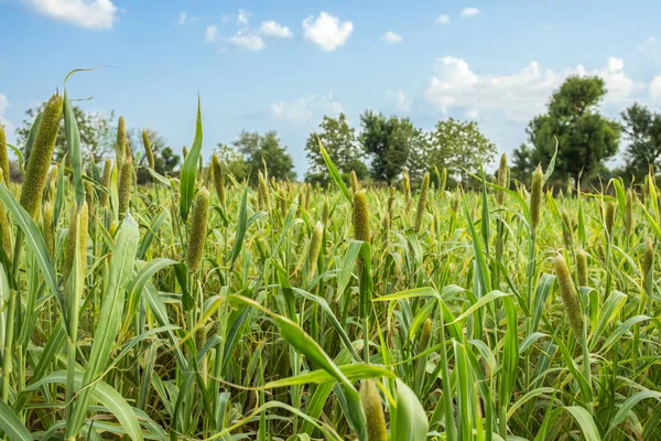 Doğal darı alan. Bajra veya Bajri tarım olarak Know üründür