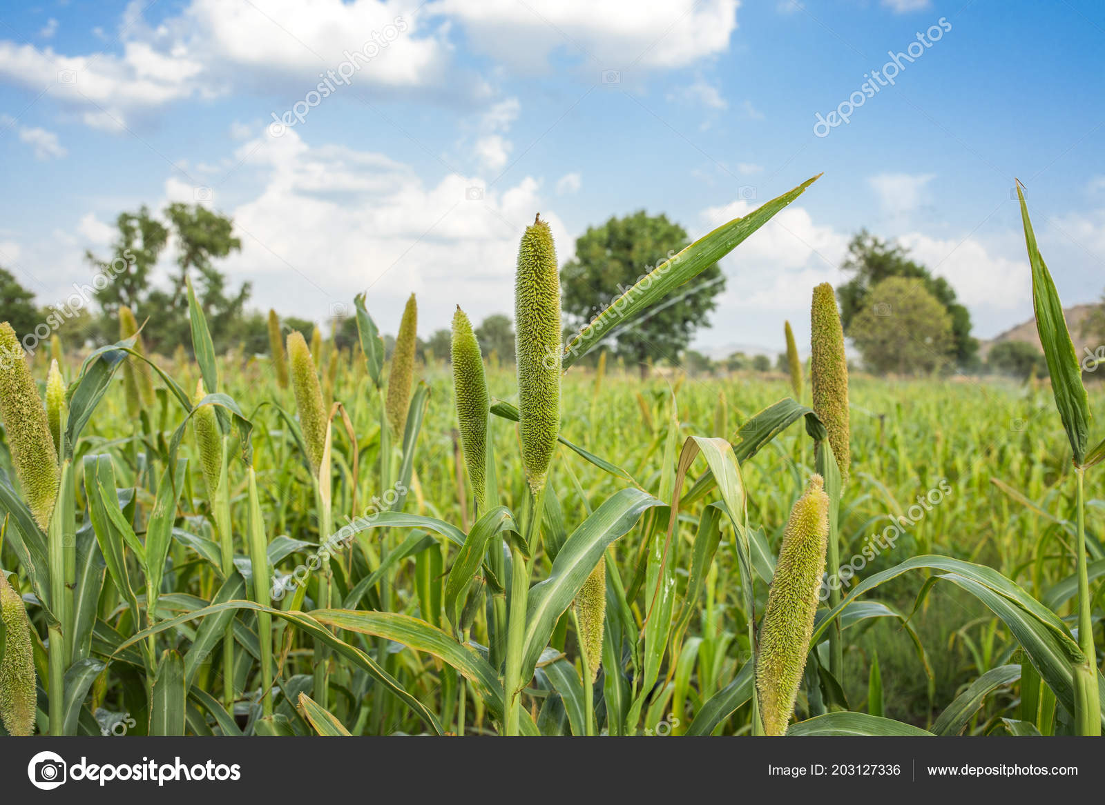 Natural Pearl Millet Field Crop Know Bajra Bajri Agriculture Stock Photo by  ©RickySoni 203127336