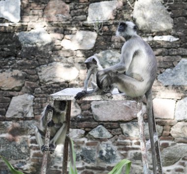 Hint maymun da olarak Hindistan Hanuman Langur Langur Semnopithecus Tellus, Presbytis Tellus biliyorum