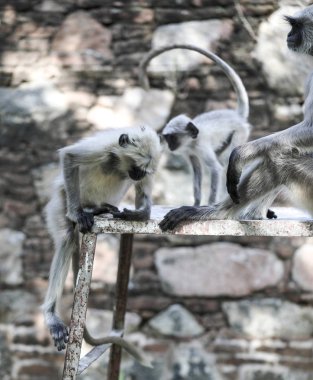 Hint maymun da olarak Hindistan Hanuman Langur Langur Semnopithecus Tellus, Presbytis Tellus biliyorum