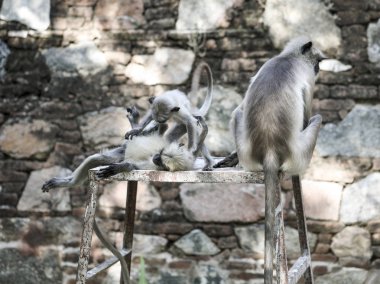 Hint maymun da olarak Hindistan Hanuman Langur Langur Semnopithecus Tellus, Presbytis Tellus biliyorum