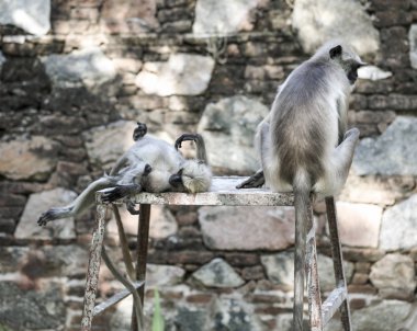 Hint maymun da olarak Hindistan Hanuman Langur Langur Semnopithecus Tellus, Presbytis Tellus biliyorum