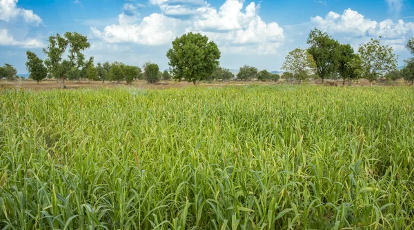 Doğal darı alan. Bajra veya Bajri tarım olarak Know üründür