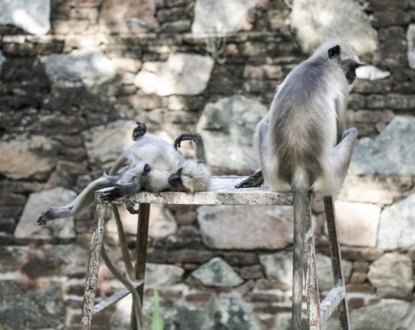 Hint maymun da olarak Hindistan Hanuman Langur Langur Semnopithecus Tellus, Presbytis Tellus biliyorum
