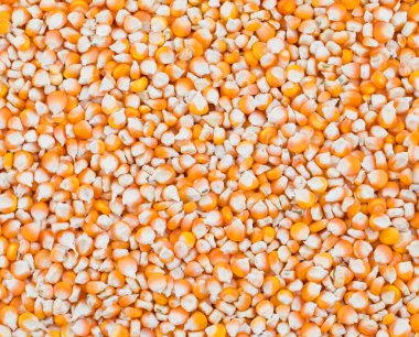 Sağlıklı kurutulmuş mısır tohumları Makki, mısır tohumu veya mısır fasulyesi olarak da bilinir.