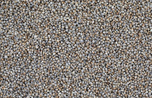 Pearl Millet Seeds Also Know Bajra Bajri Bulrush Millet Indian — Stock Photo, Image