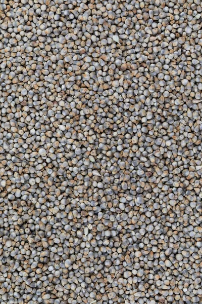 Pearl Millet Seeds Also Know Bajra Bajri Bulrush Millet Indian — Stock Photo, Image