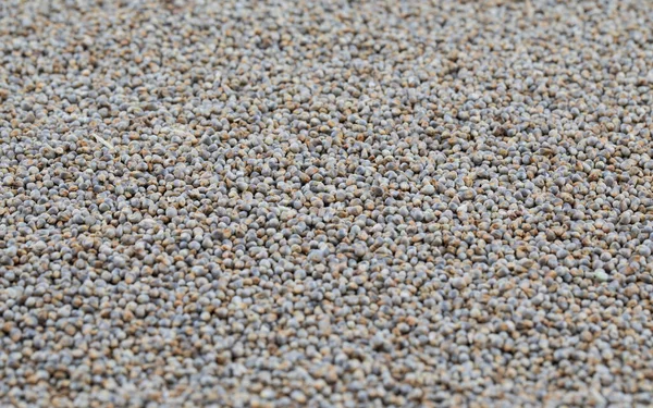 Pearl Millet Seeds Also Know Bajra Bajri Bulrush Millet Indian — Stock Photo, Image