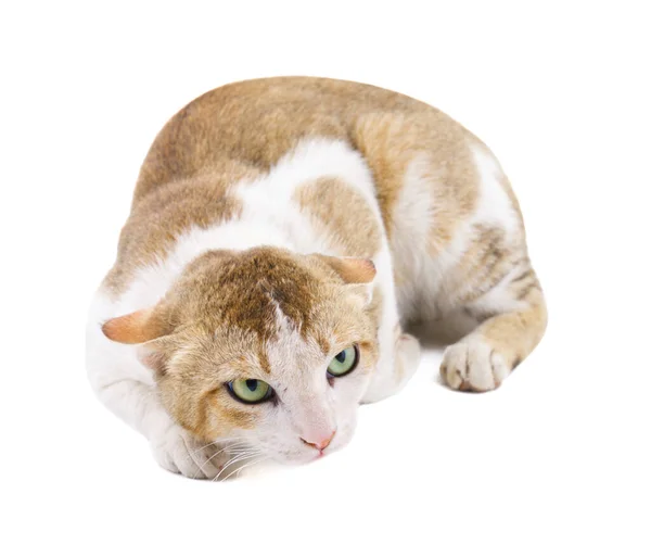 Indian Beautiful Domestic Cat Isolated White Background — Stock Photo, Image