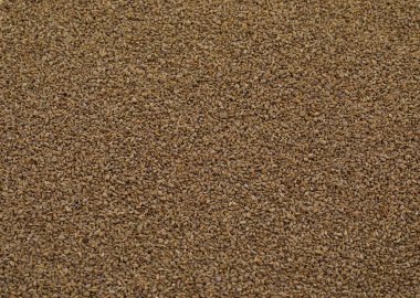 Taze Ajwain, Ajowan, Caraway veya Trachyspermum Ammi olarak da bilinir.