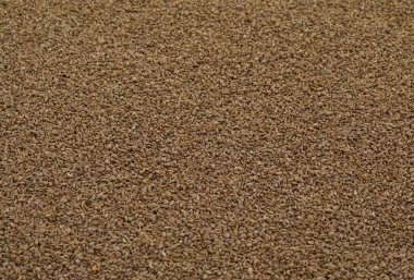 Taze Ajwain, Ajowan, Caraway veya Trachyspermum Ammi olarak da bilinir.