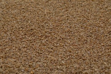 Taze Ajwain, Ajowan, Caraway veya Trachyspermum Ammi olarak da bilinir.